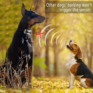 Hirundo Anti-bark Dog Collar Device