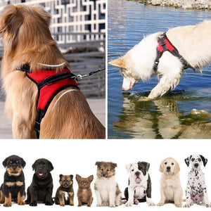Hirundo® No-Pull Dog Harness, Adjustable Harness for Dogs